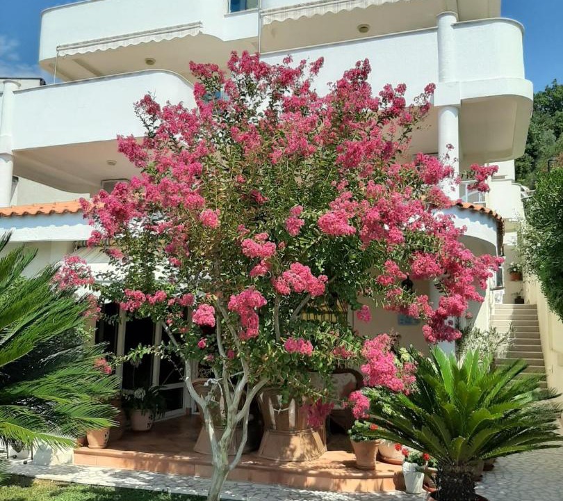 Photo of Others in Sutomore
