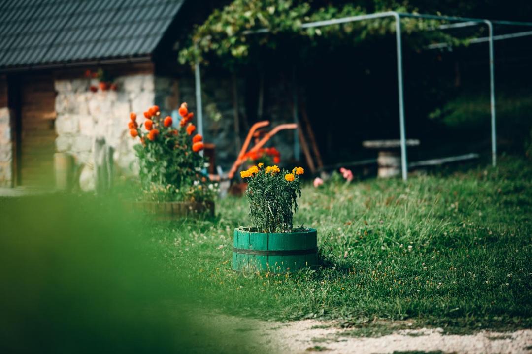 Photo of Others in Ninkovici