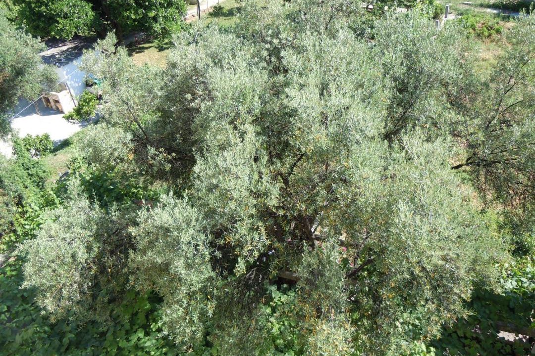 Photo of Others in Babilonija
