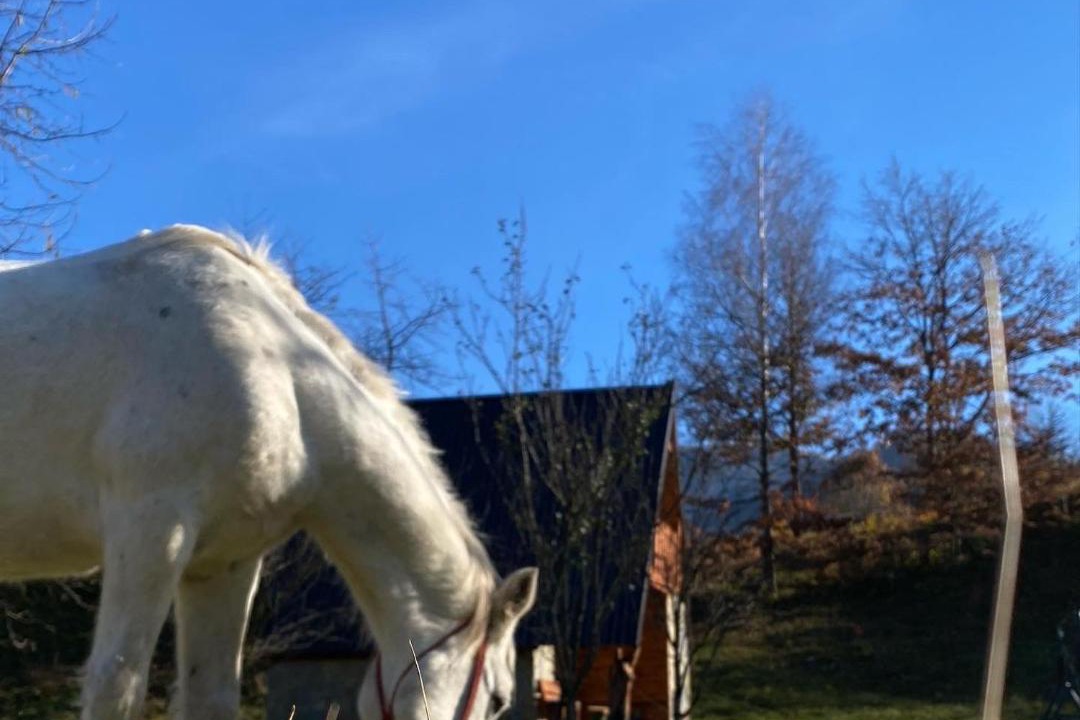 Photo of Others in Mojkovac