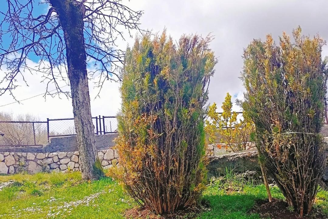 Photo of Others in Cetinje