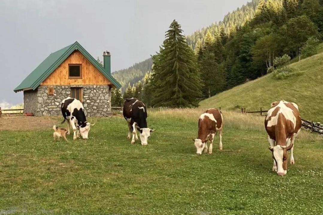 Photo of Others in Montenegro