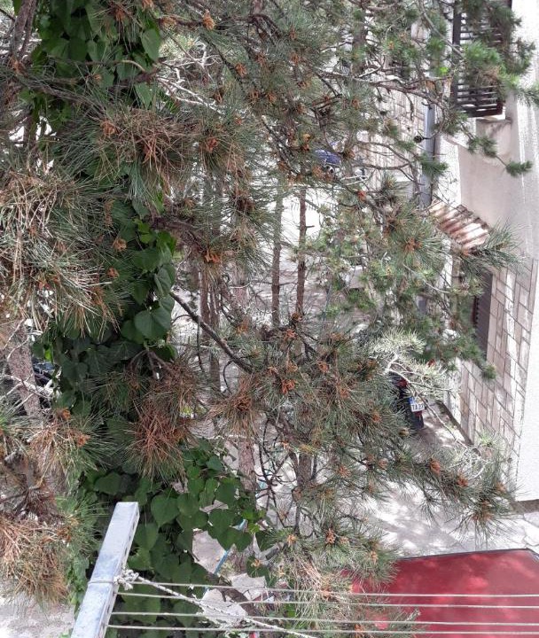 Photo of Others in Babilonija