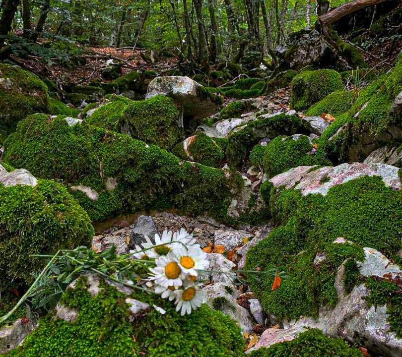 Photo of Others in Cetinje