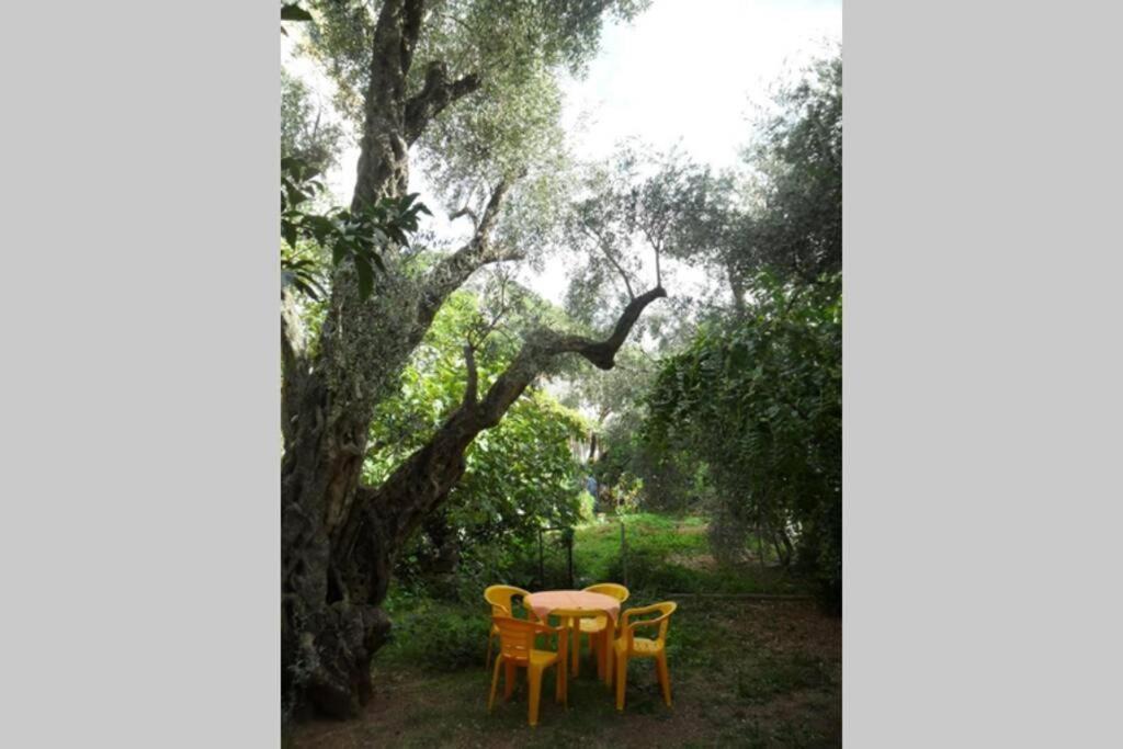 Photo of Others in Sveti Stefan
