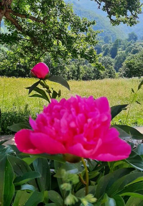 Photo of Others in Mojkovac