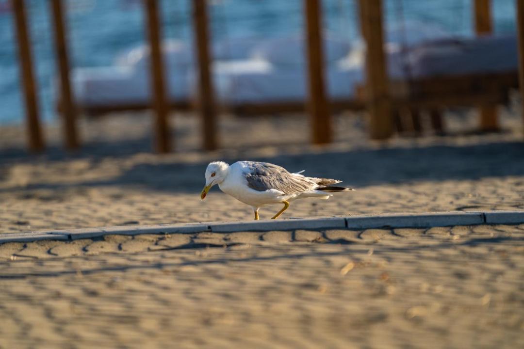 Photo of Others in Ulcinj