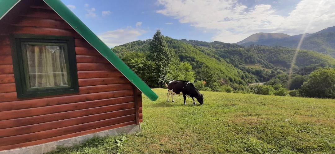 Photo of Others in Mojkovac