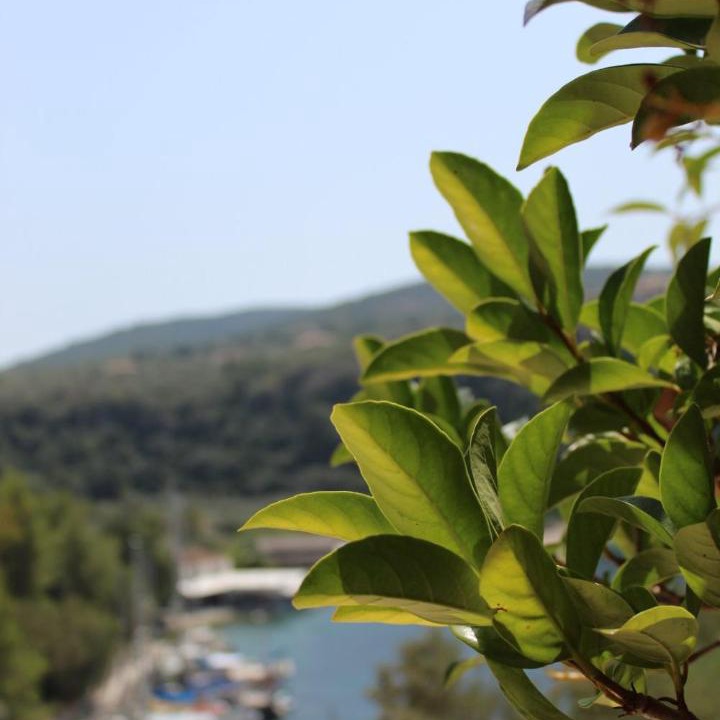 Photo of Others in Spartochori