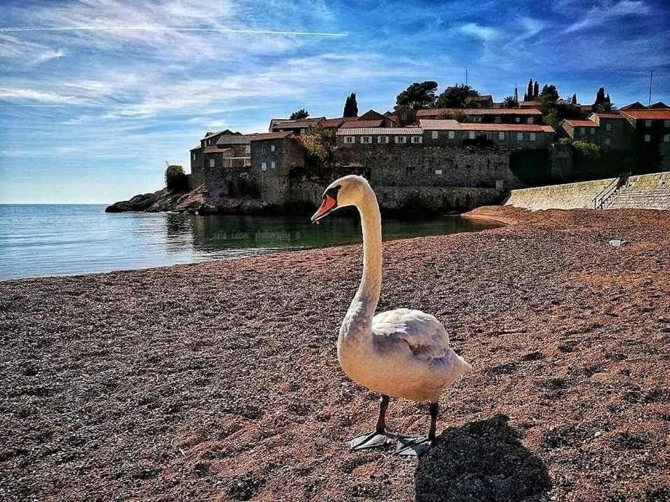 Photo of Others in Sveti Stefan