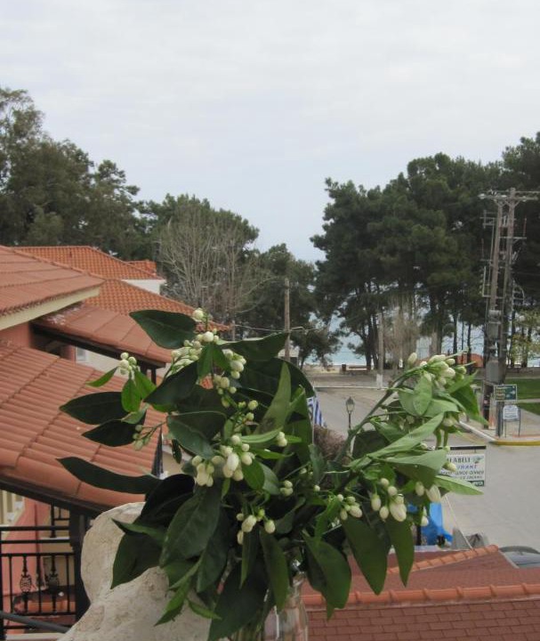 Photo of Others in Skala