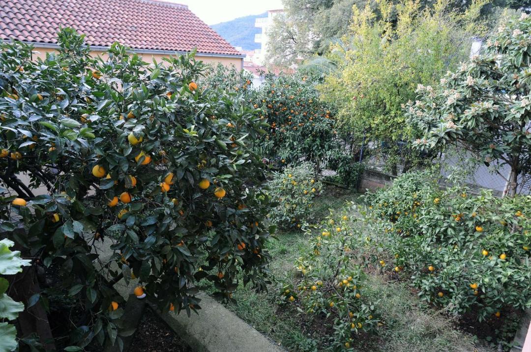 Photo of Outdoor in Budva
