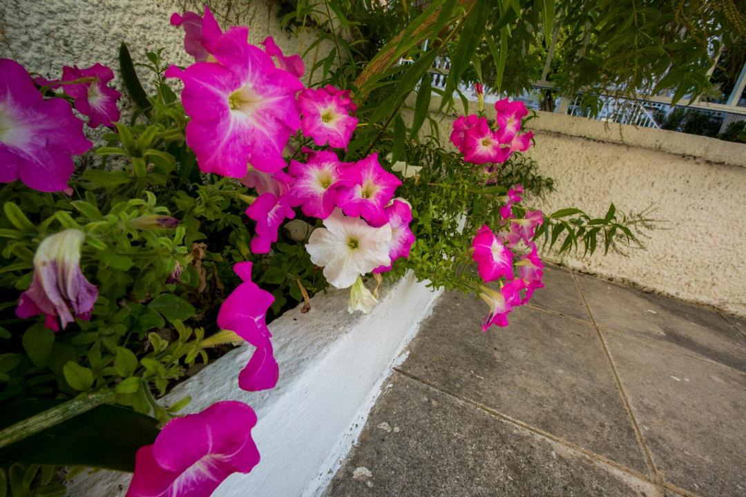 Photo of Others in Argostoli Town