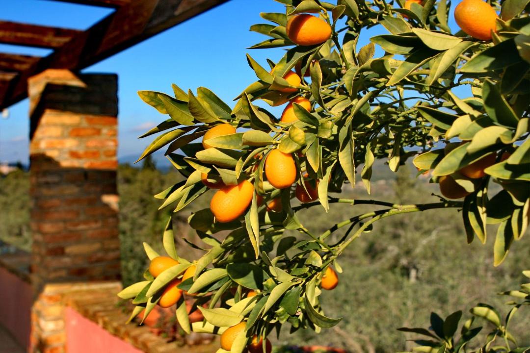 Photo of Others in Dafnata