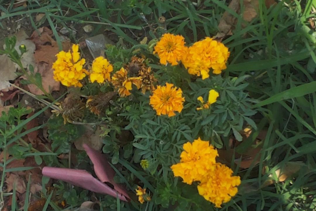 Photo of Others in Rana