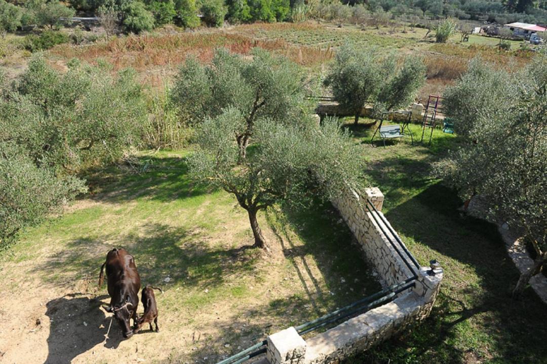 Photo of Others in Ano Vasilikos