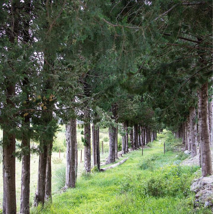 Photo of Others in Sutomore