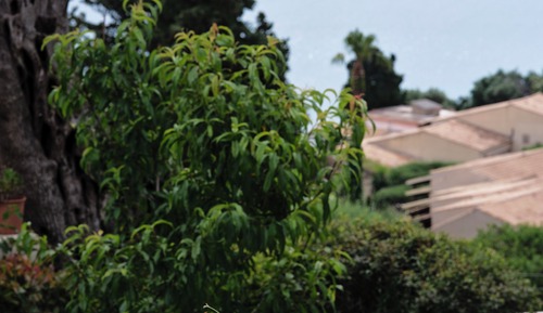 Bungalow, Sea View