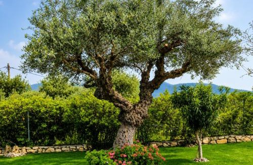 Alonia Villa | Casa Adam and spa