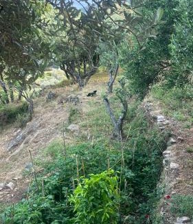 Ikaria House | Ikarian traditional house