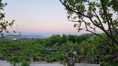 Tolo Apartment | Tolo Blue Bay