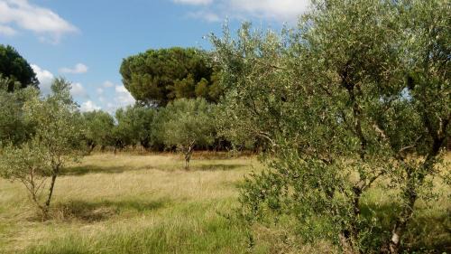 Kiparissia Cabin | Olive garden guest house