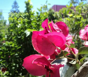 Archangelos Hotel | Rosmari Hotel